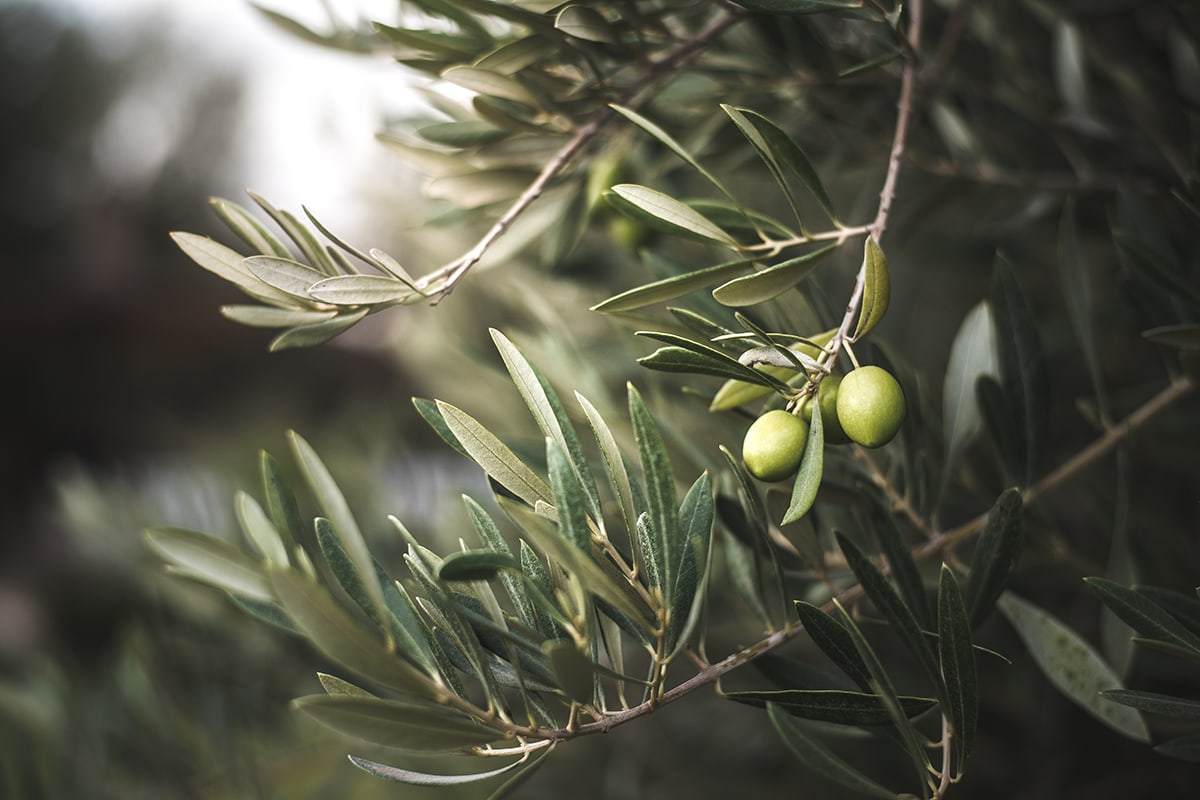 Olives on a branch with green leaves resembling women.