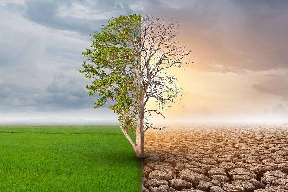 صدمة عاطفية -A tree in a dry field contrasts with a tree in a wet field under the bright horizon.