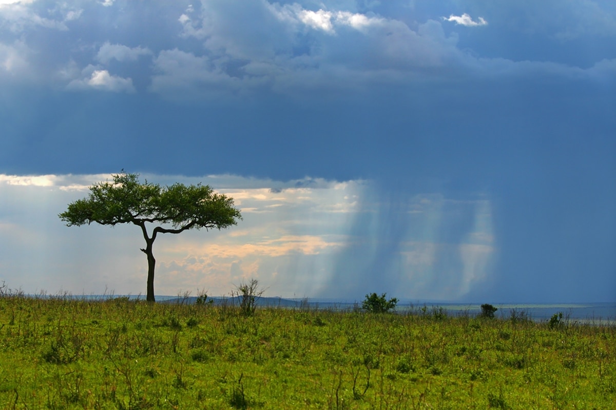 الوحدة والحزن-A solitary tree amidst a grassy expanse.