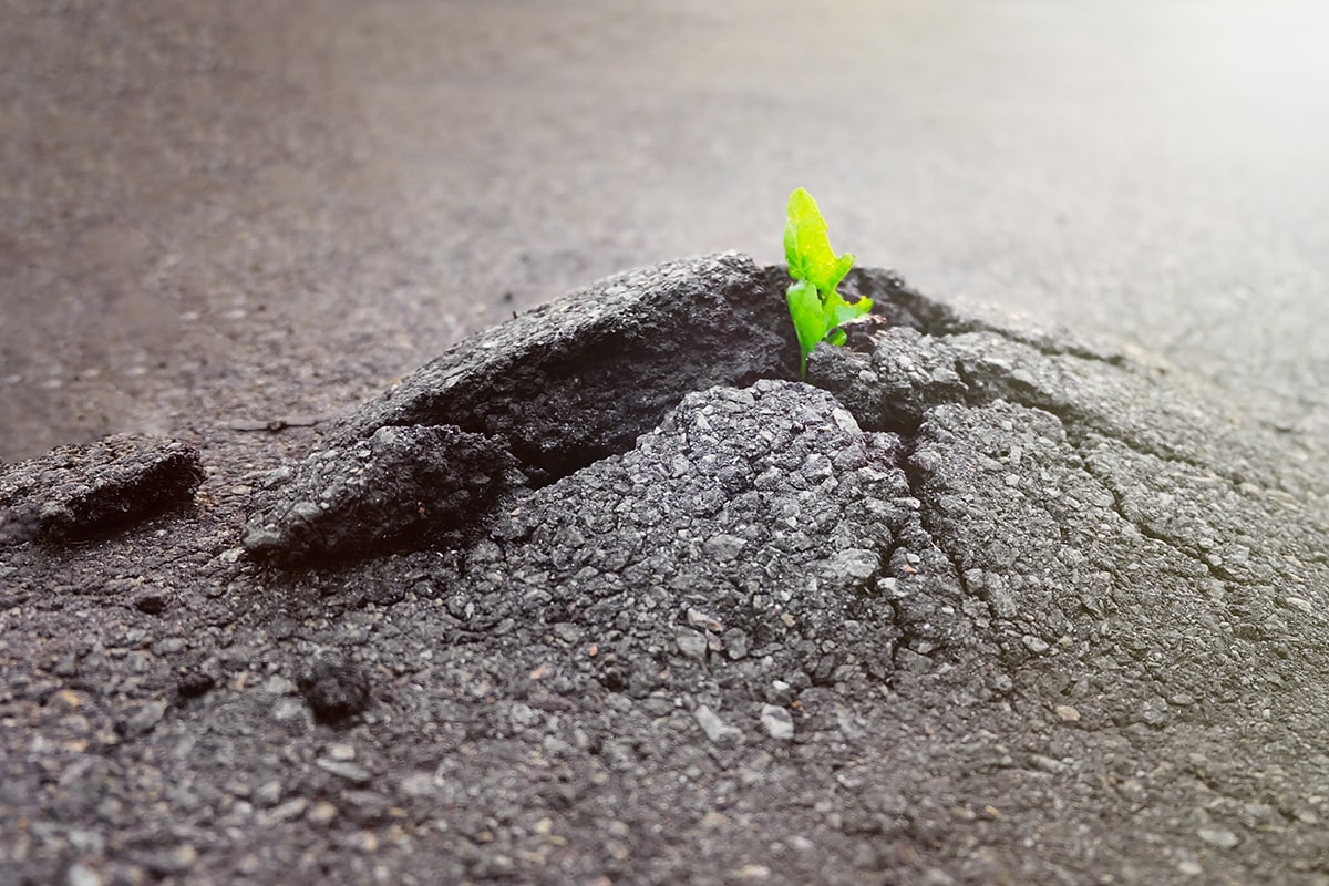 خيالات جنسية -A plant emerging from a crack in the ground.