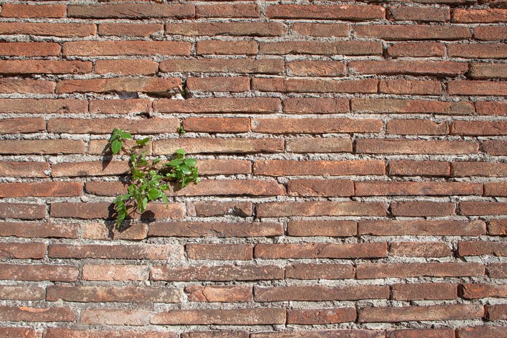 الصمود أمام الانتحار- A plant emerging from a brick wall.