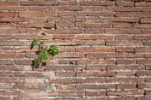 الصمود أمام الانتحار- A plant emerging from a brick wall.