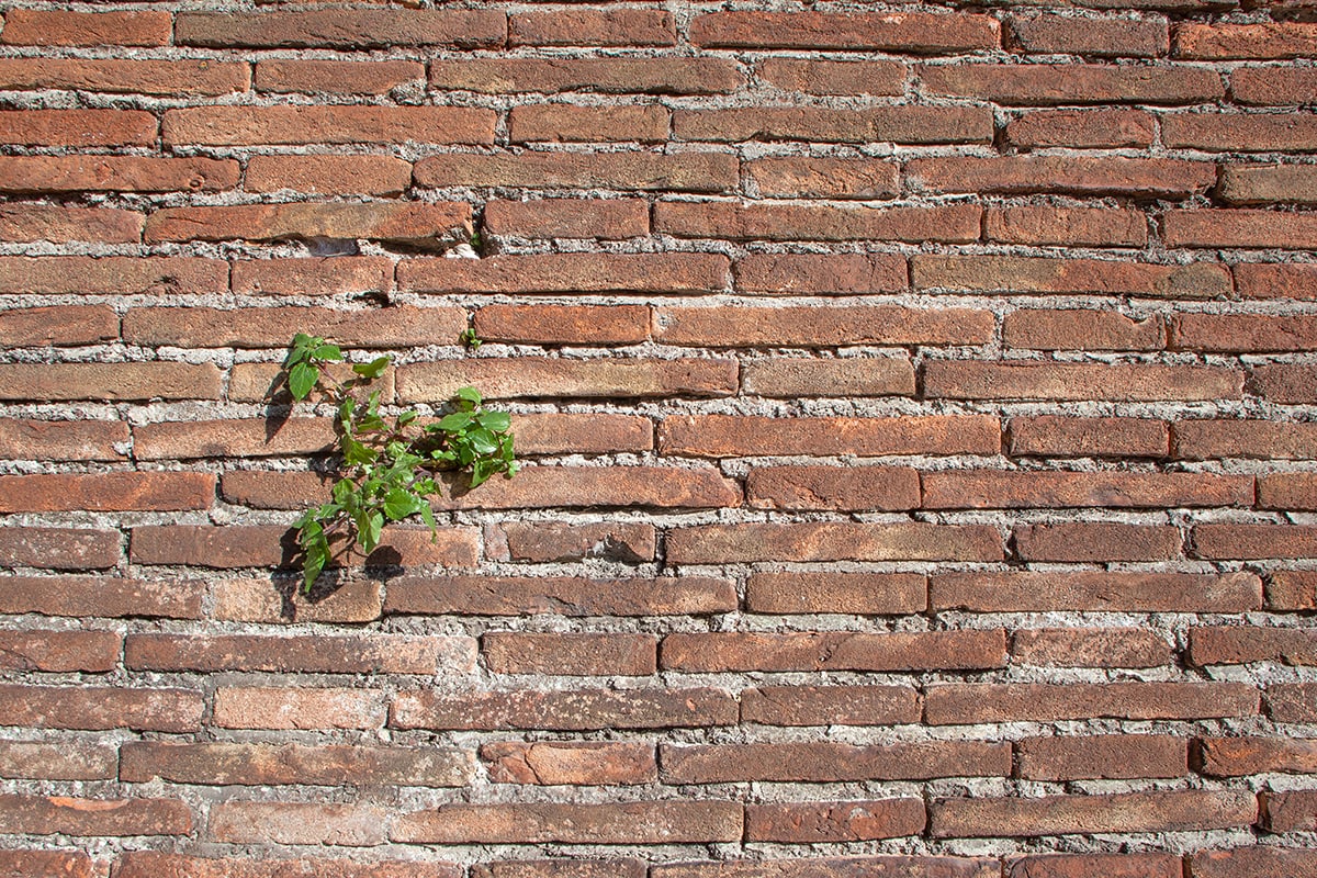 الصمود أمام الانتحار- A plant emerging from a brick wall.