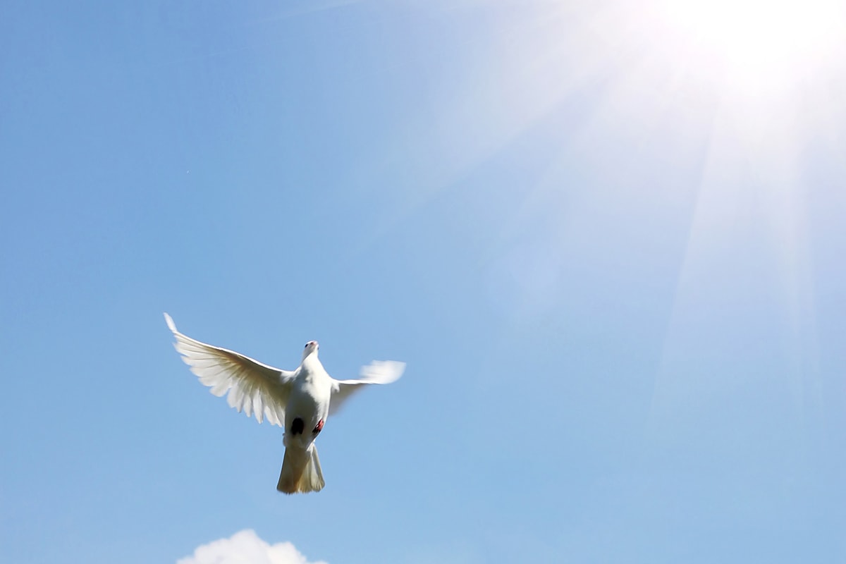 نوبات الغضب -A white dove soaring confidently in the blue sky with determination and perseverance.